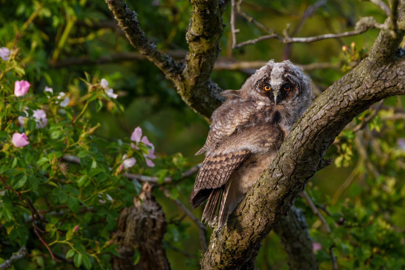 Owlet Among the Wild Roses - a photography print from NorthernPixl