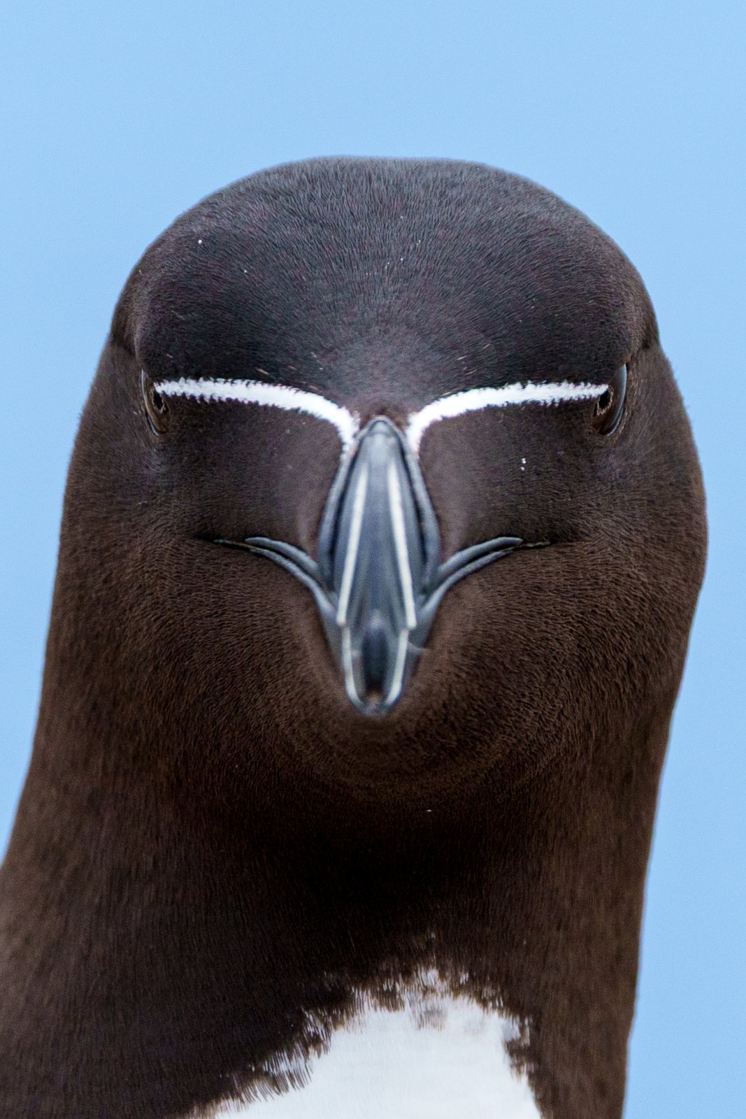 Razorbill, Face On - a photography print from NorthernPixl