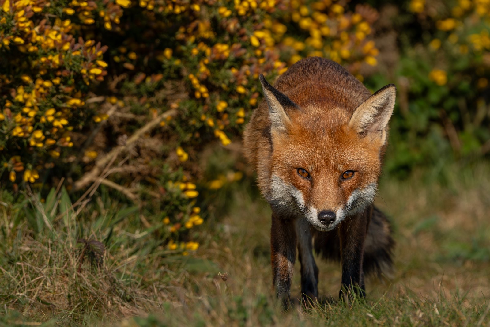 Fox on the Approach - a photography print from NorthernPixl