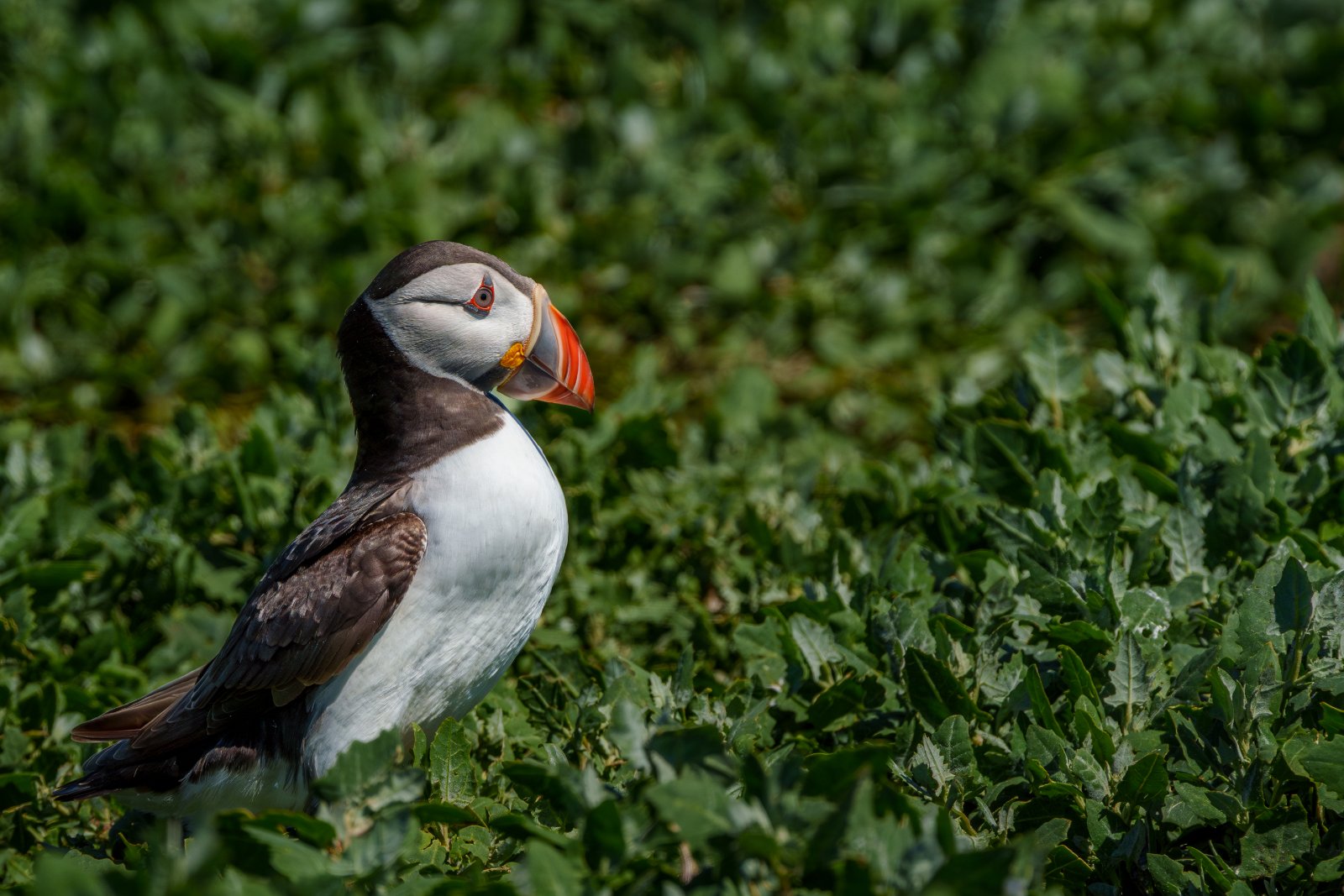Puffin at Rest - a photography print from NorthernPixl
