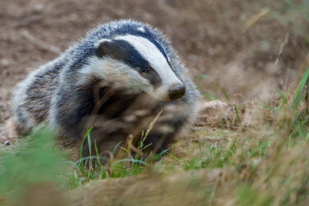 Badger Through the Undergrowth - a photography print from NorthernPixl
