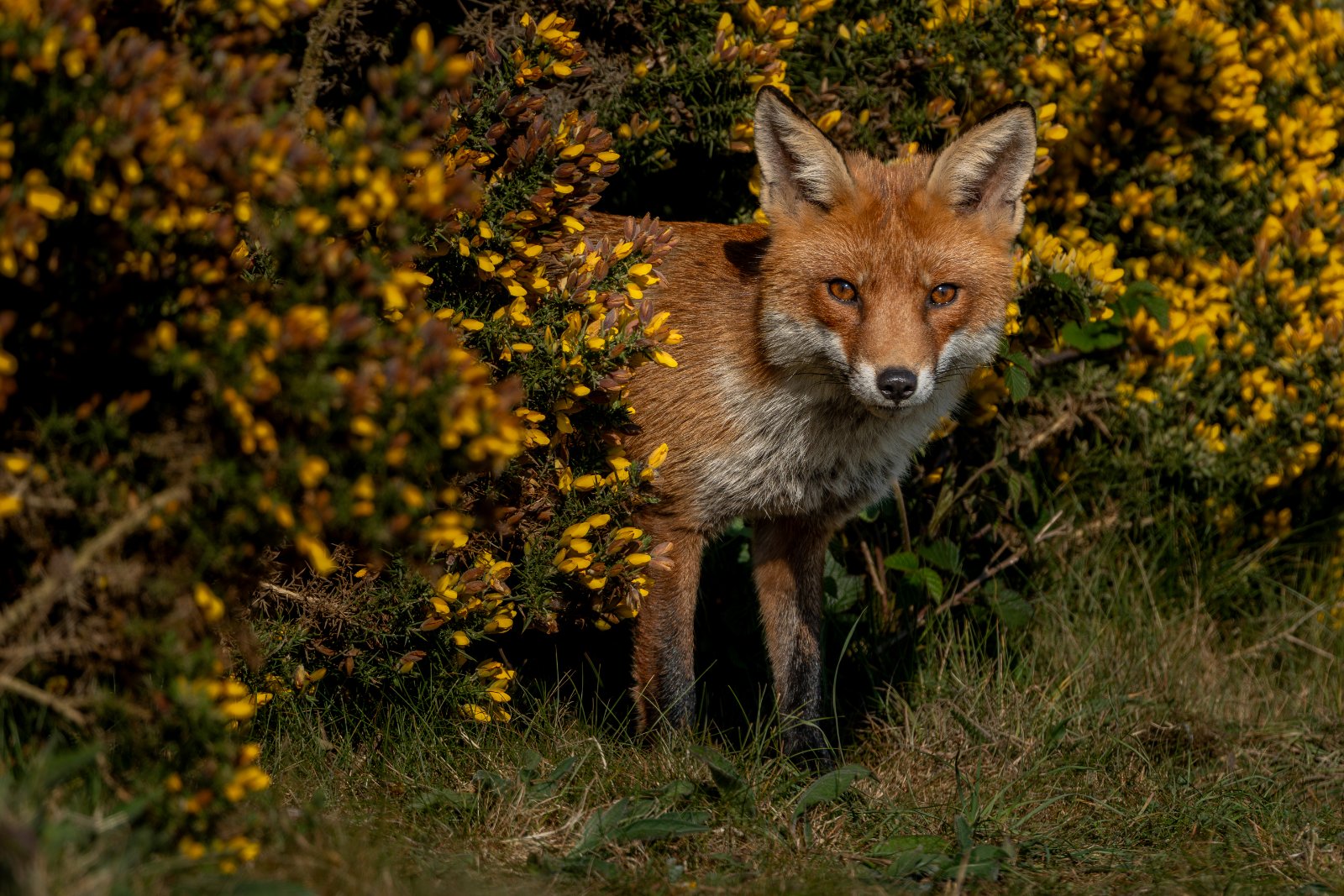 Fox Among the Gorse - a photography print from NorthernPixl