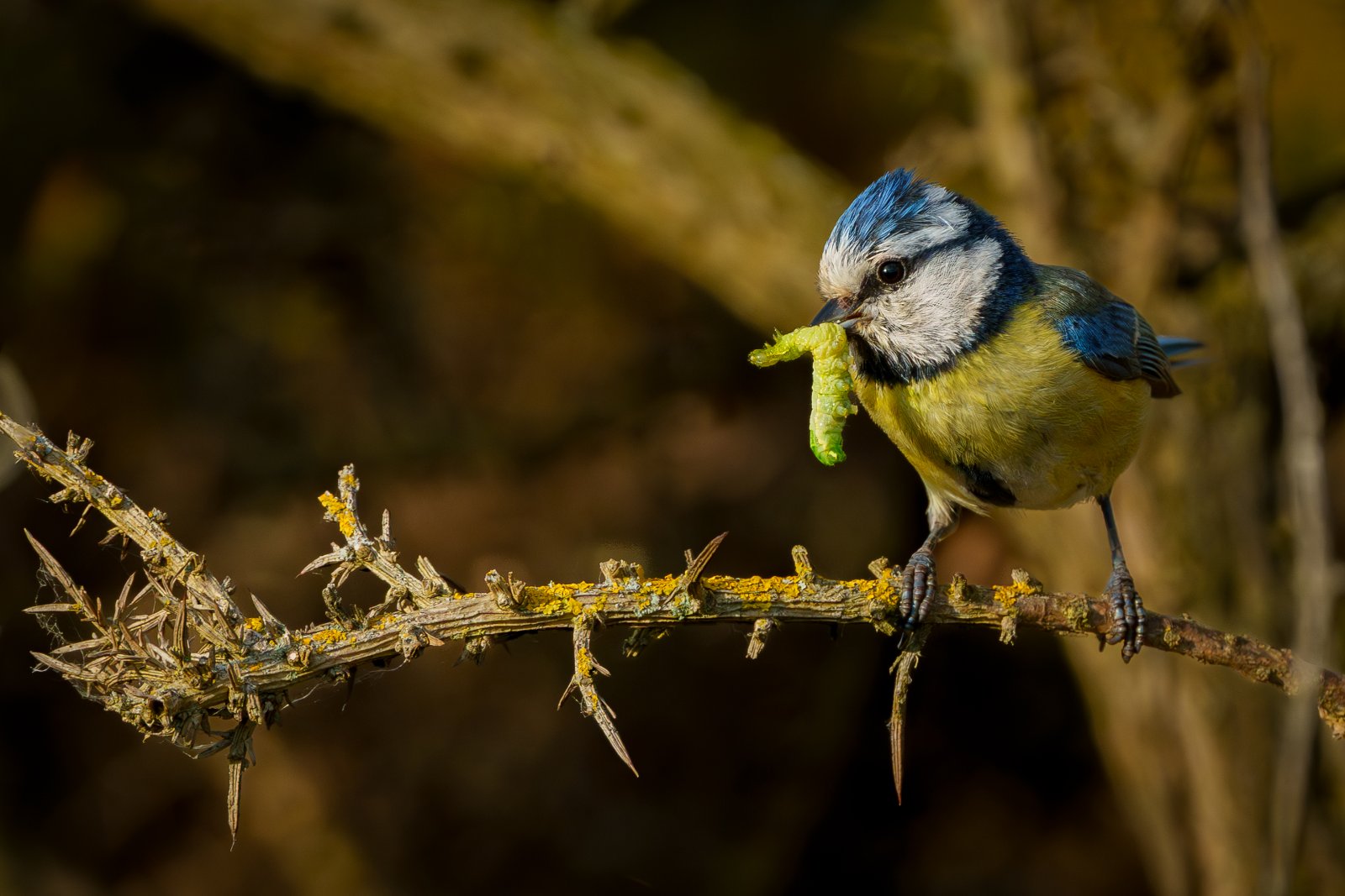 Blue Tit with a Caterpillar - a photography print from NorthernPixl