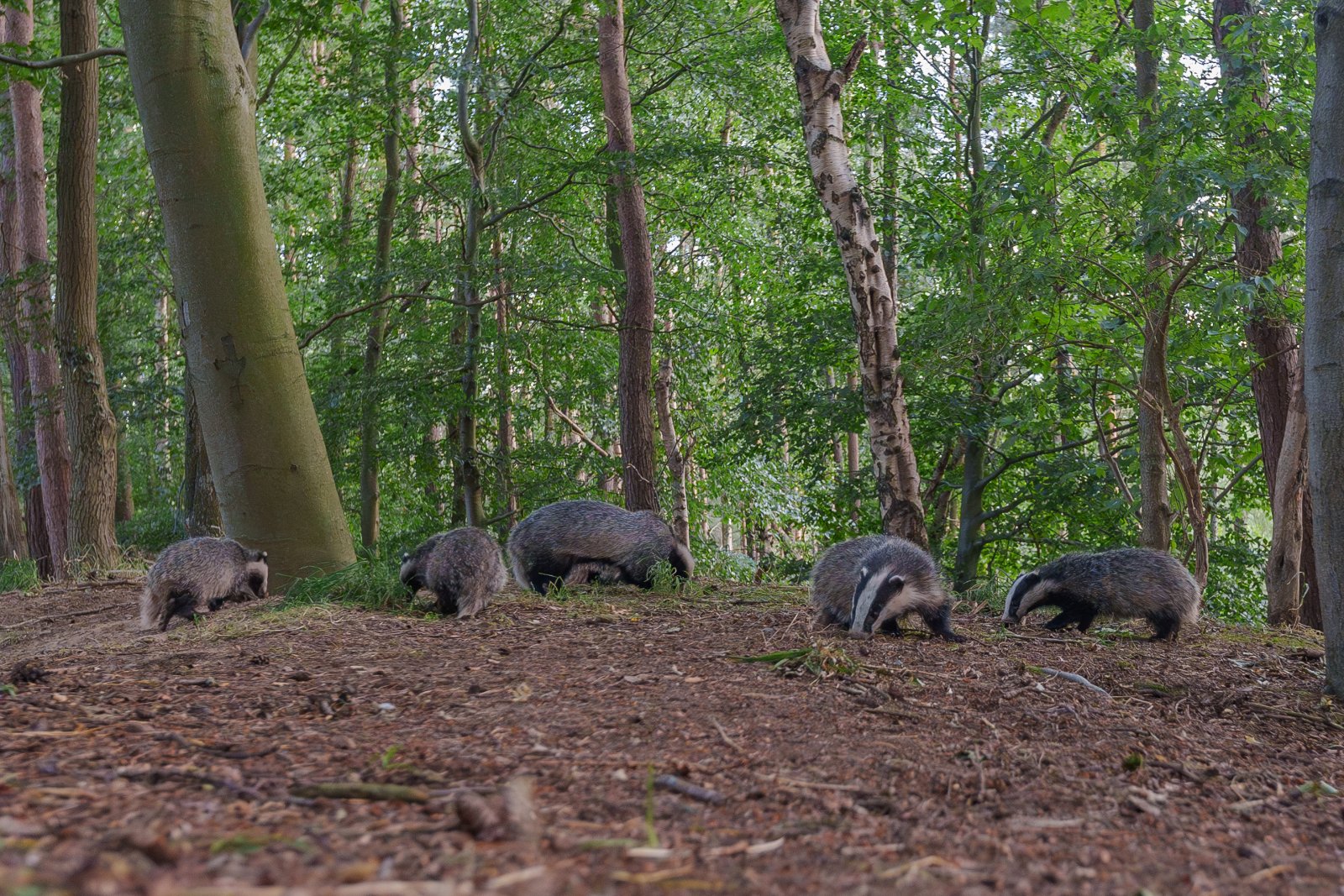 Badgers on the Forest Floor - a photography print from NorthernPixl