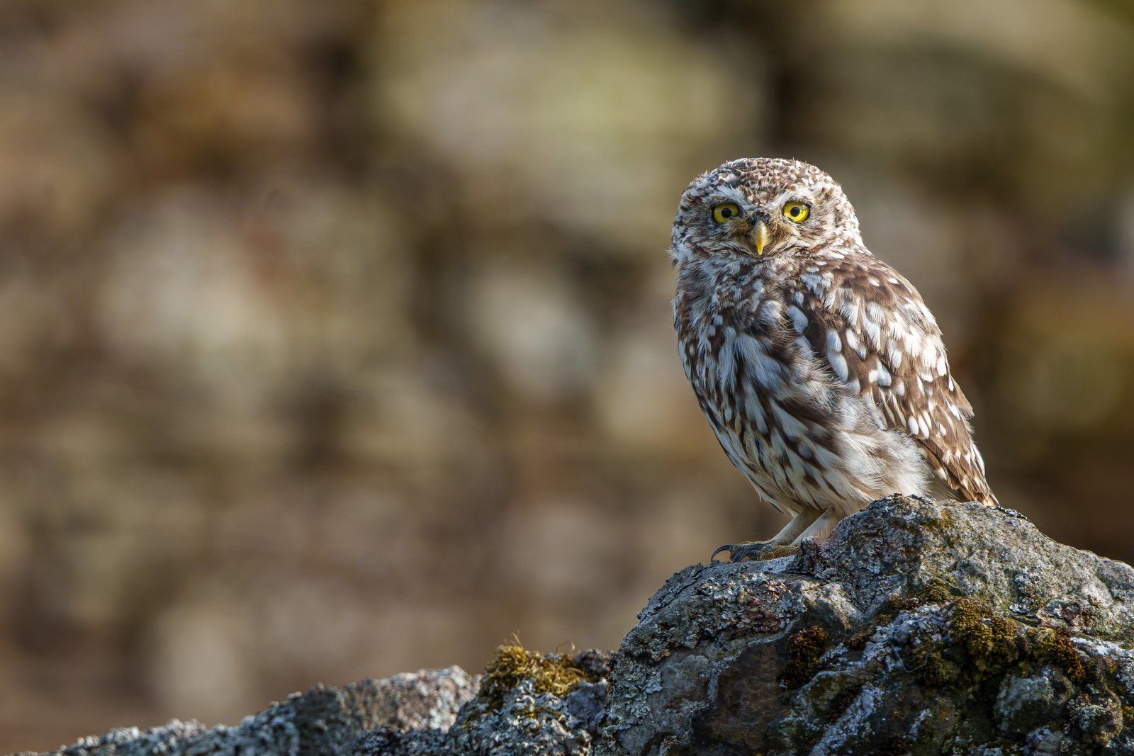 Little Owl on the Rocks - a photography print from NorthernPixl