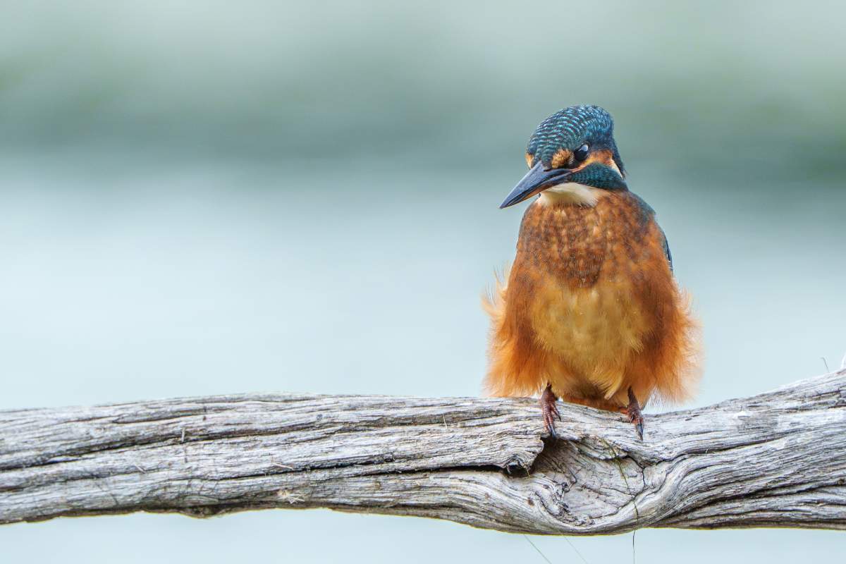 Juvenile Kingfisher on Driftwood - a photography print from NorthernPixl