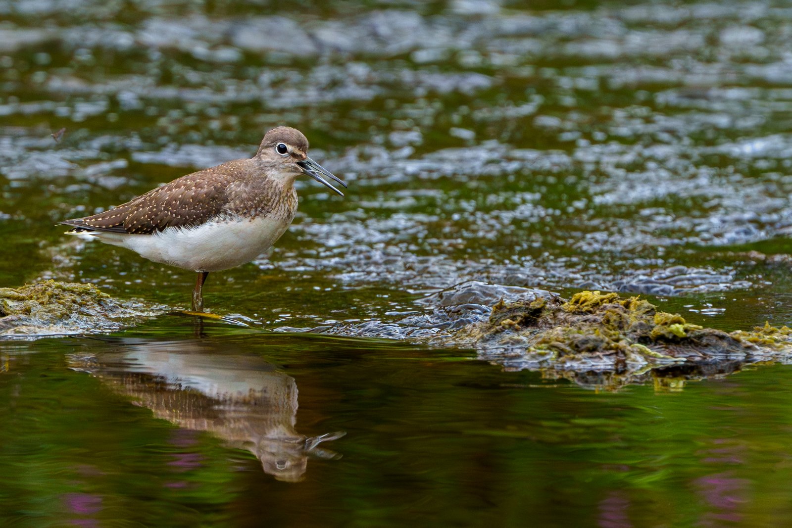 Green Sandpiper at the Water's Edge - a photography print from NorthernPixl
