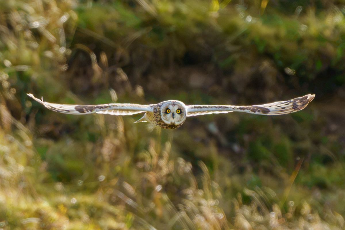 Short-Eared Owl on the Hunt - a photography print from NorthernPixl