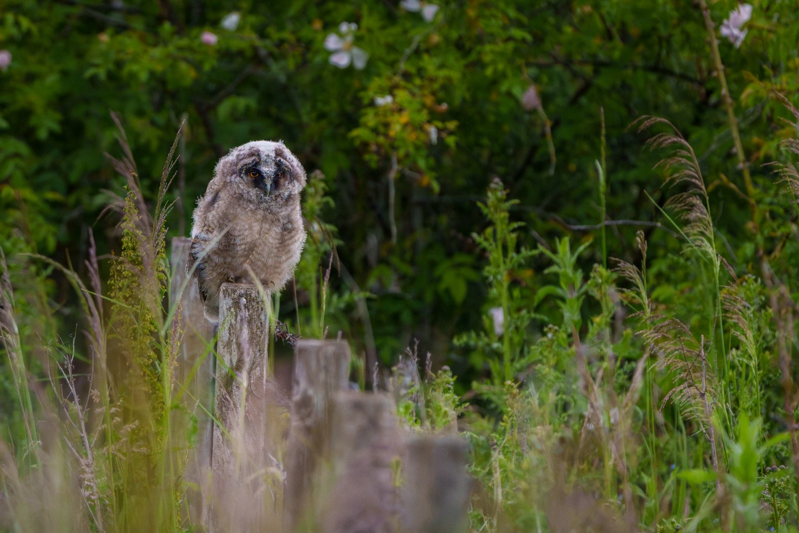 Owlet on the Fence Post - a photography print from NorthernPixl
