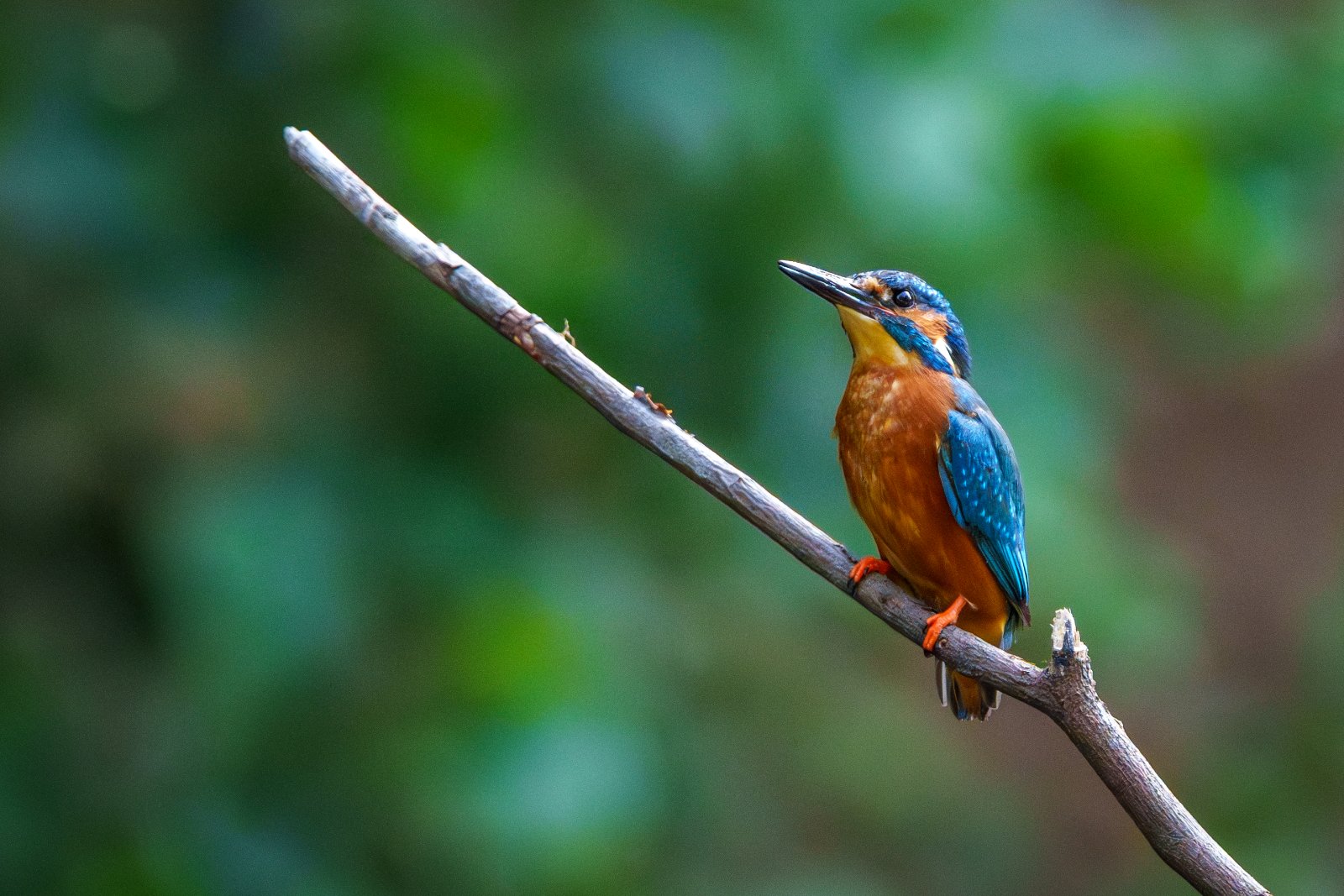 Kingfisher on Watch - a photography print from NorthernPixl