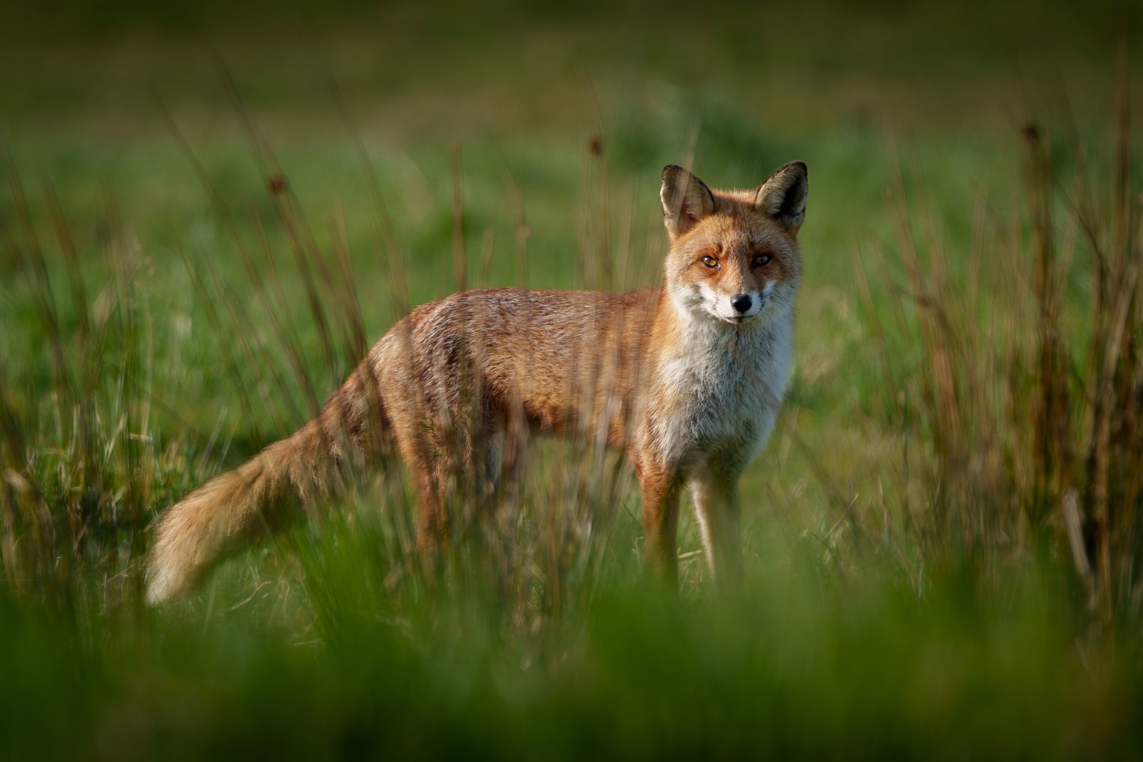 Fox in the Meadow - a photography print from NorthernPixl